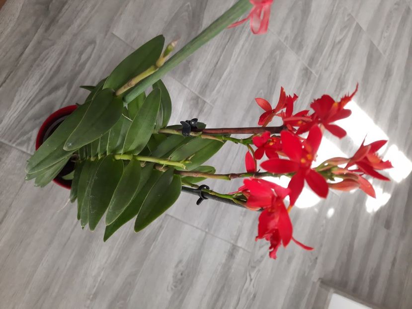  - florile mele dragi