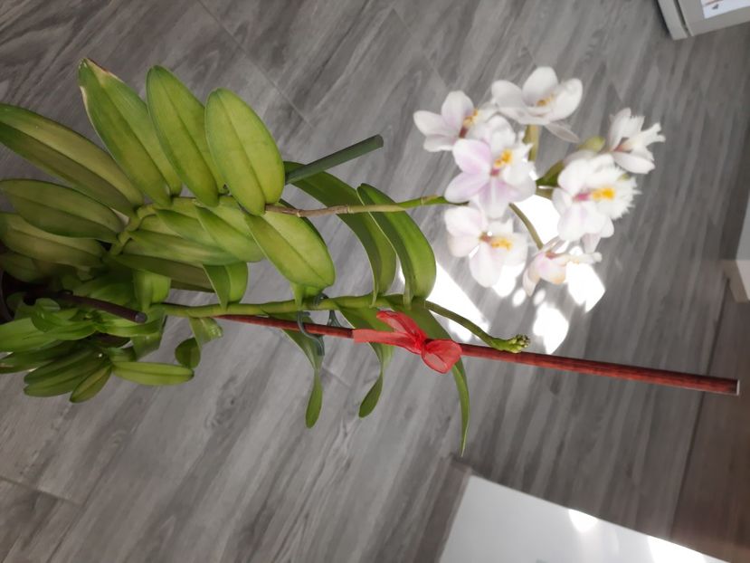  - florile mele dragi