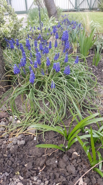 muscari armeniacum - Gradina si terasa PrimaLuce_8-Hello 2021