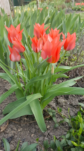 tulipa toronto - Gradina si terasa PrimaLuce_8-Hello 2021