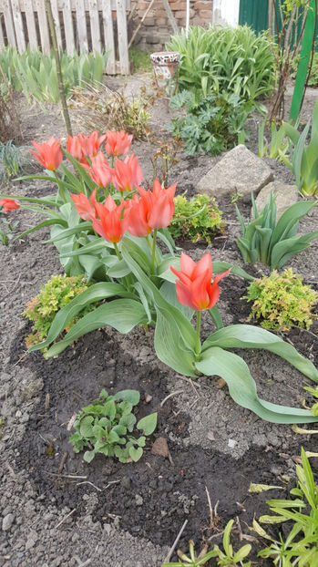 tulipa toronto - Gradina si terasa PrimaLuce_8-Hello 2021