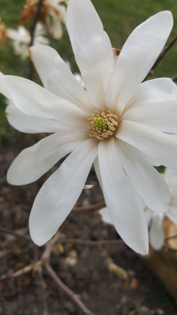 magnolia stellata alba - Gradina si terasa PrimaLuce_8-Hello 2021