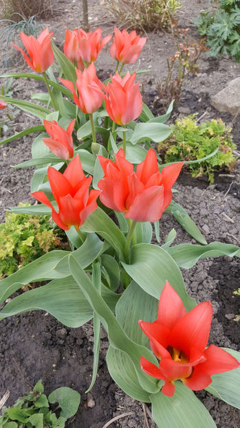 tulipa toronto - Gradina si terasa PrimaLuce_8-Hello 2021