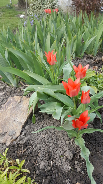 tulipa toronto - Gradina si terasa PrimaLuce_8-Hello 2021