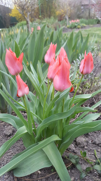 tulipa toronto - Gradina si terasa PrimaLuce_8-Hello 2021