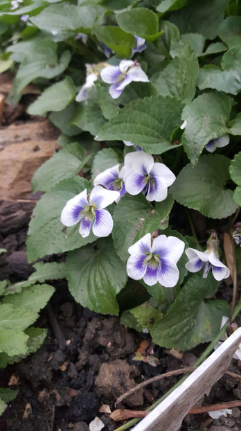 viola odorata hybr. - Gradina si terasa PrimaLuce_8-Hello 2021