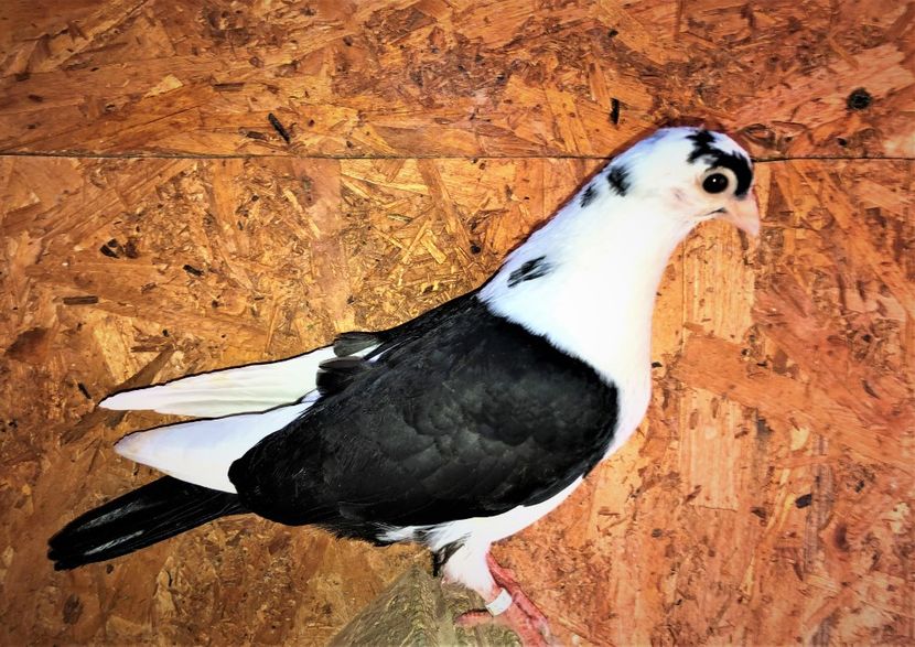 12261  femelă  2021_1 - tineret 2021