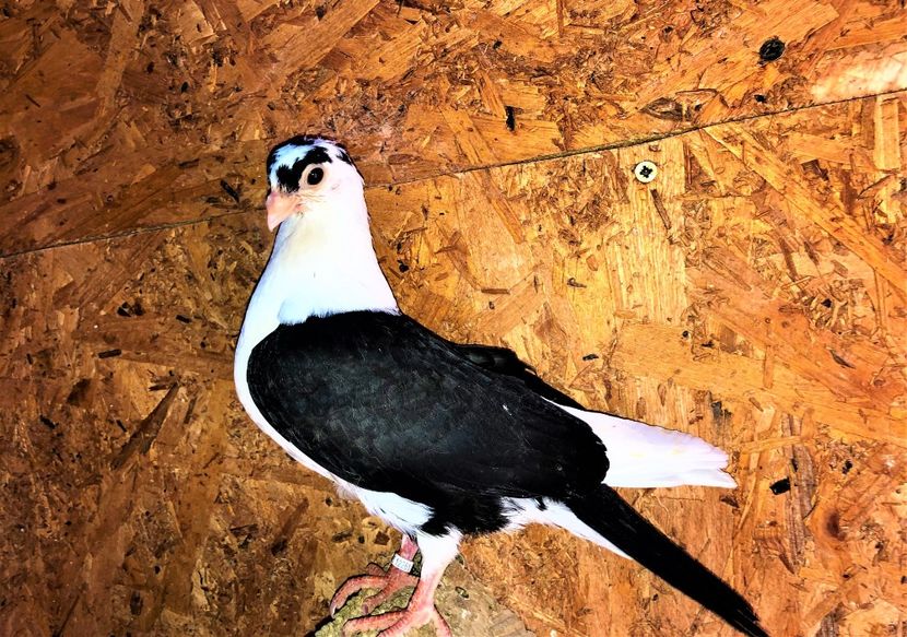 12261  femelă  2021_2 - tineret 2021