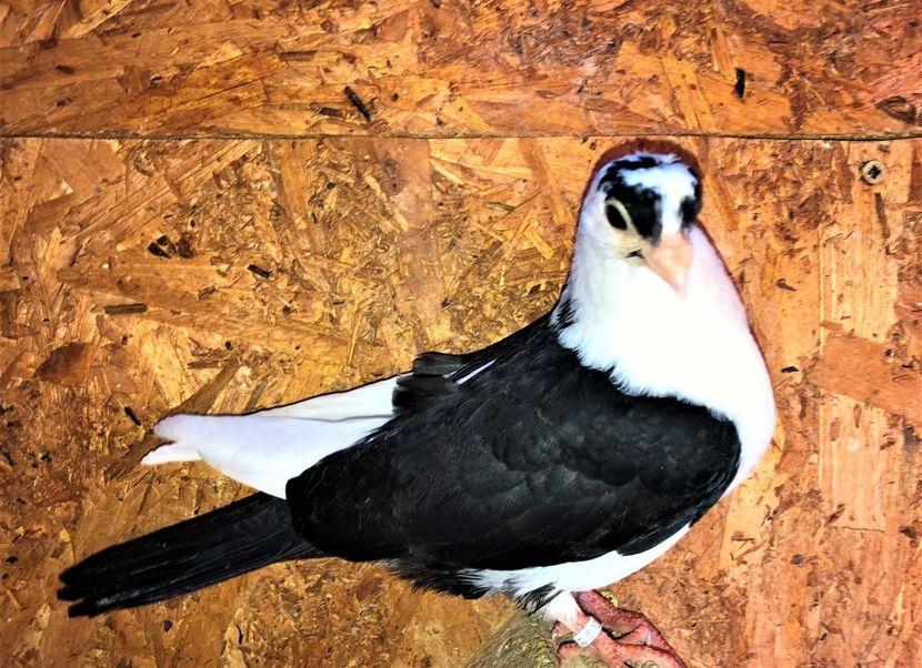 12261  femelă  2021_3 - tineret 2021