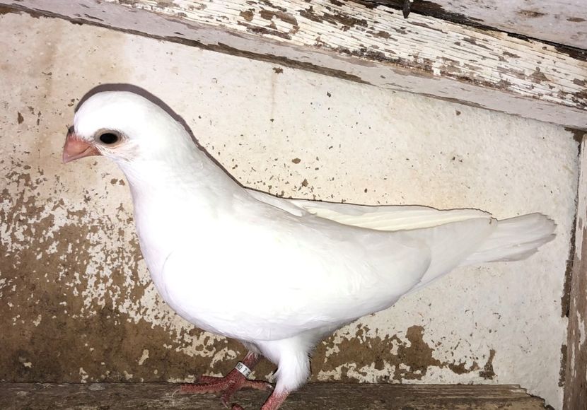 12262  mascul  2021_3 - tineret 2021