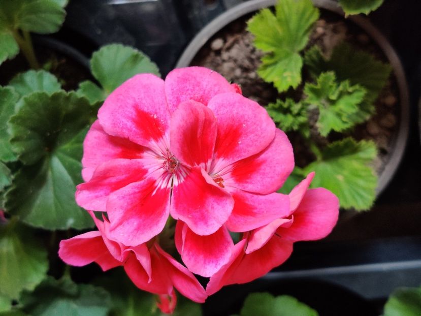 Pink splash - Muscate