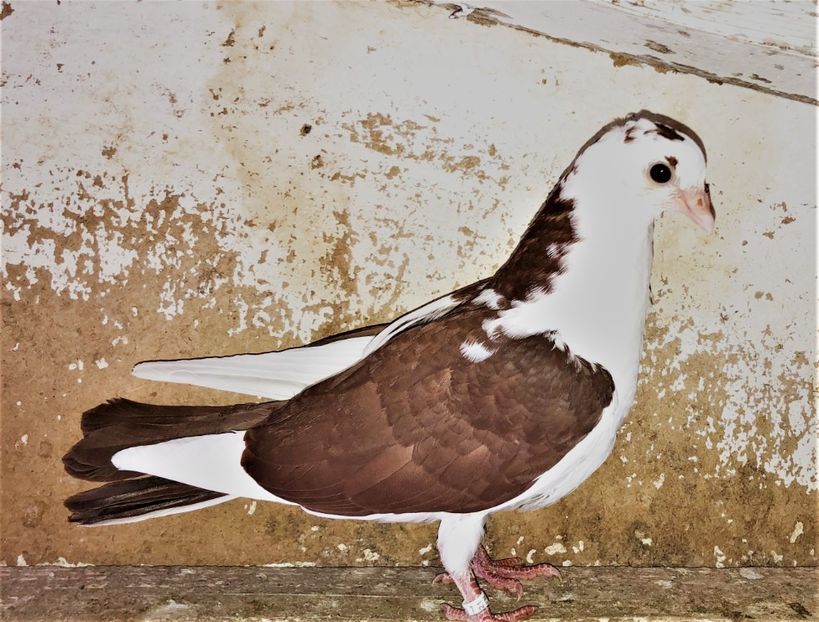 12268  femelă  2021_1 - tineret 2021