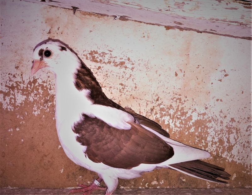 12268  femelă  2021_2 - tineret 2021