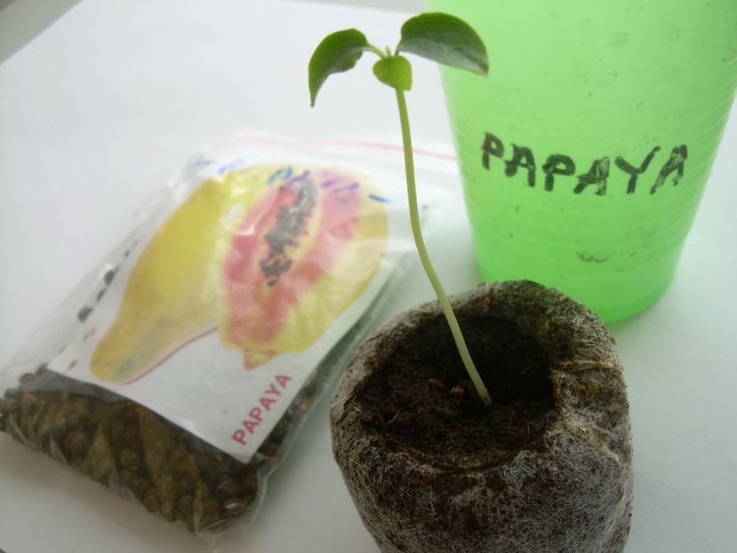  - Papaya