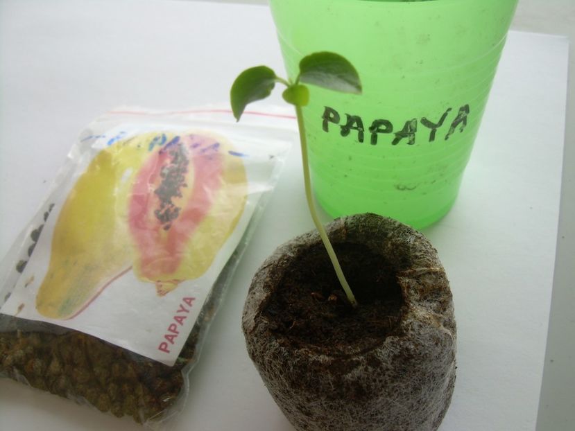  - Papaya