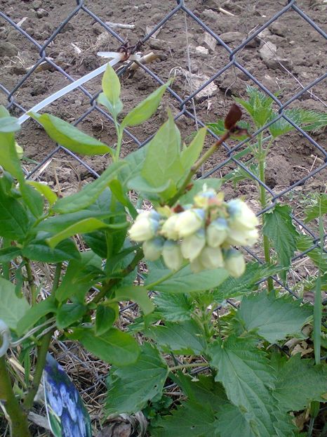 Fotografie0052 - Afin