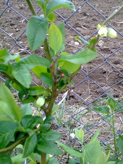 Fotografie0056 - Afin