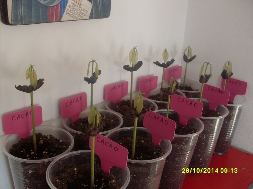 pui de Cacao galbena 01 - Cacao