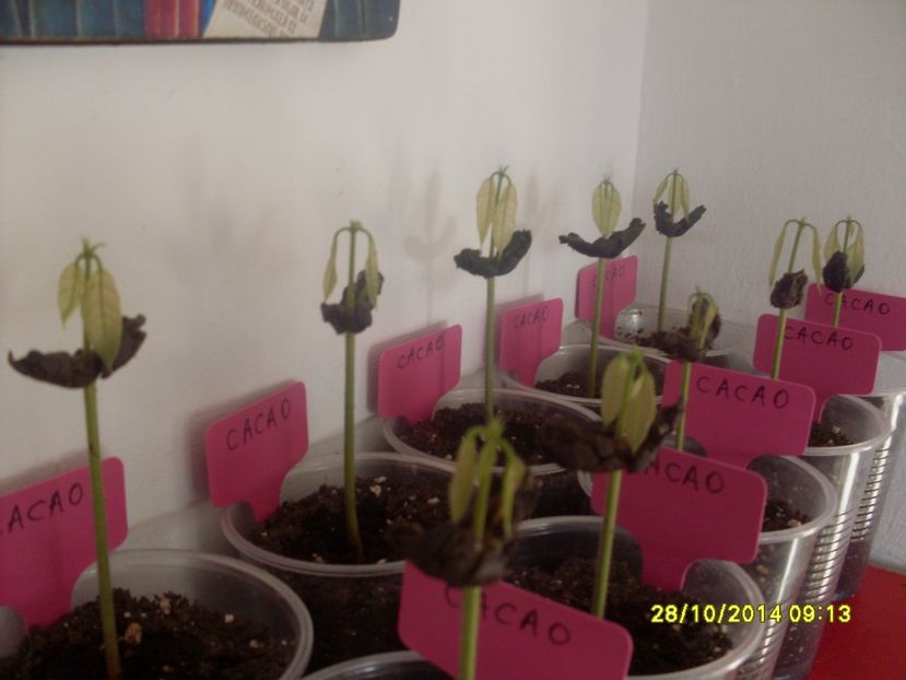 pui de Cacao galbena 03 - Cacao
