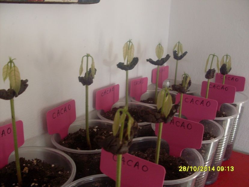  - Cacao