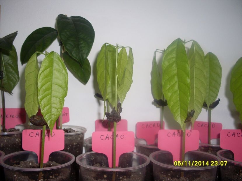  - Cacao