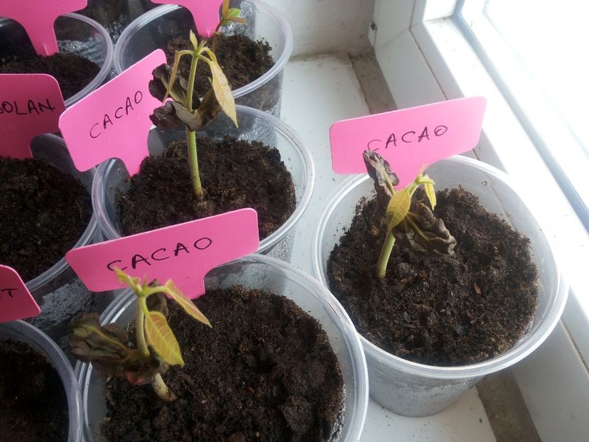  - Cacao