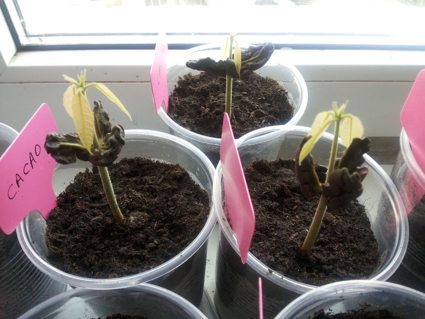  - Cacao
