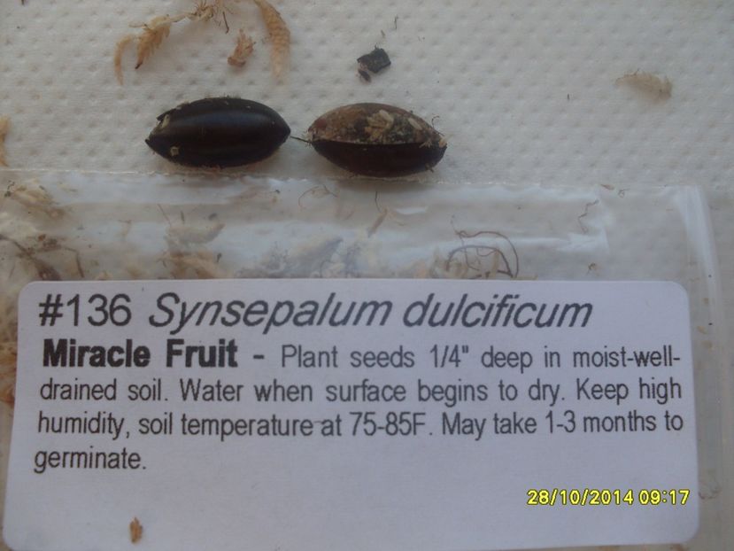 Miracle Fruit 2 - Miracle fruit