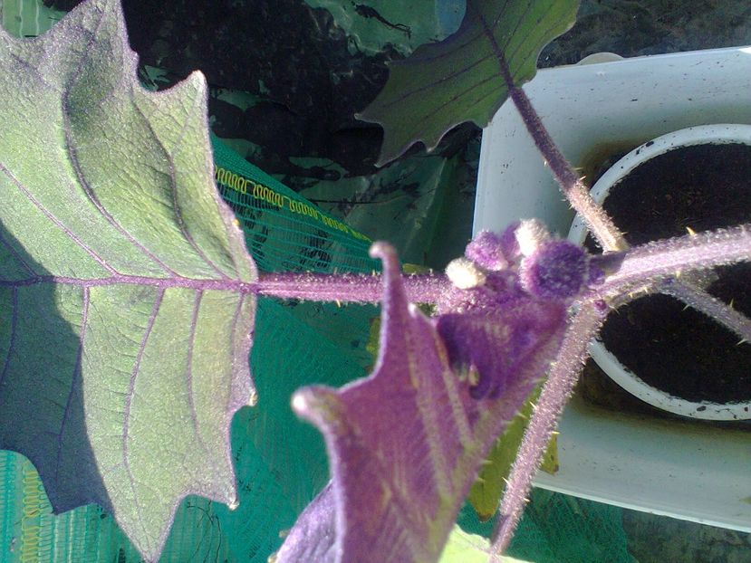 Fotografie1014 - Naranjilla