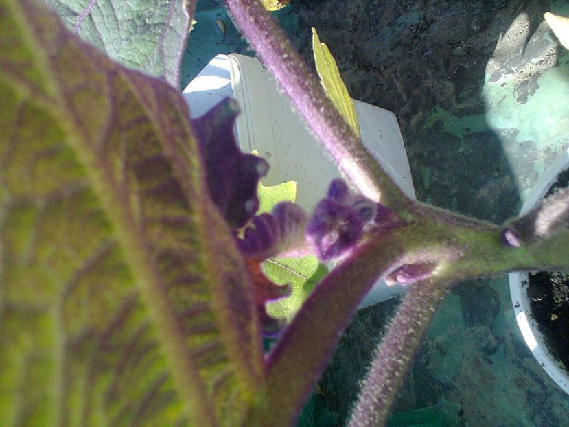 Fotografie1015 - Naranjilla