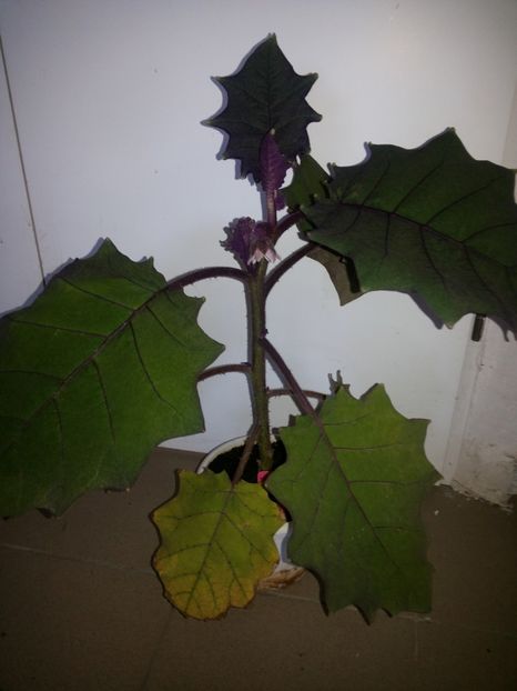  - Naranjilla