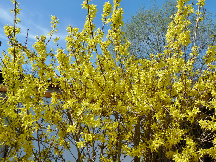  - 2021 - 01 - Primavara