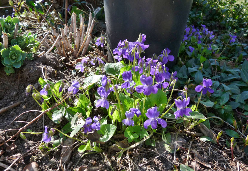  - 2021 - 01 - Primavara