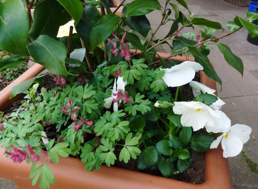  - 2021 - 01 - Primavara