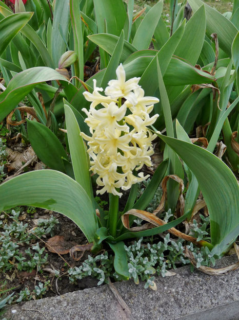  - 2021 - 01 - Primavara