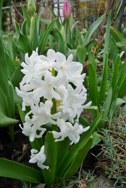  - 2021 - 01 - Primavara