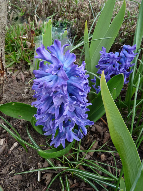  - 2021 - 01 - Primavara