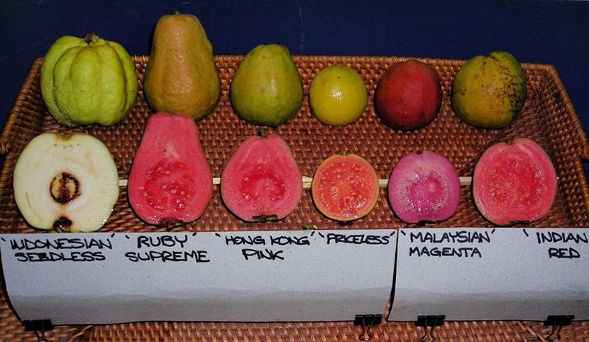 guava-types - GUAVE