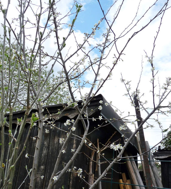 Flor f. slab sau deloc ... - 2021 - 01 - Primavara