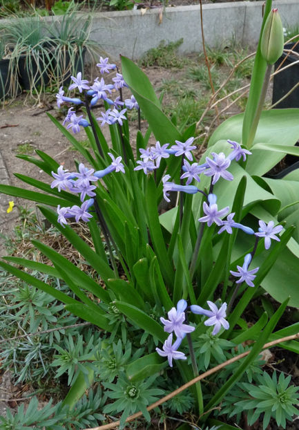  - 2021 - 01 - Primavara