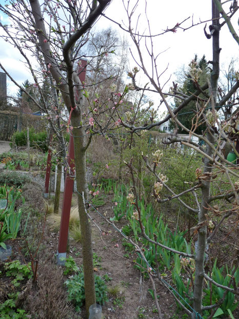 Pomii fructiferi degerati... - 2021 - 01 - Primavara