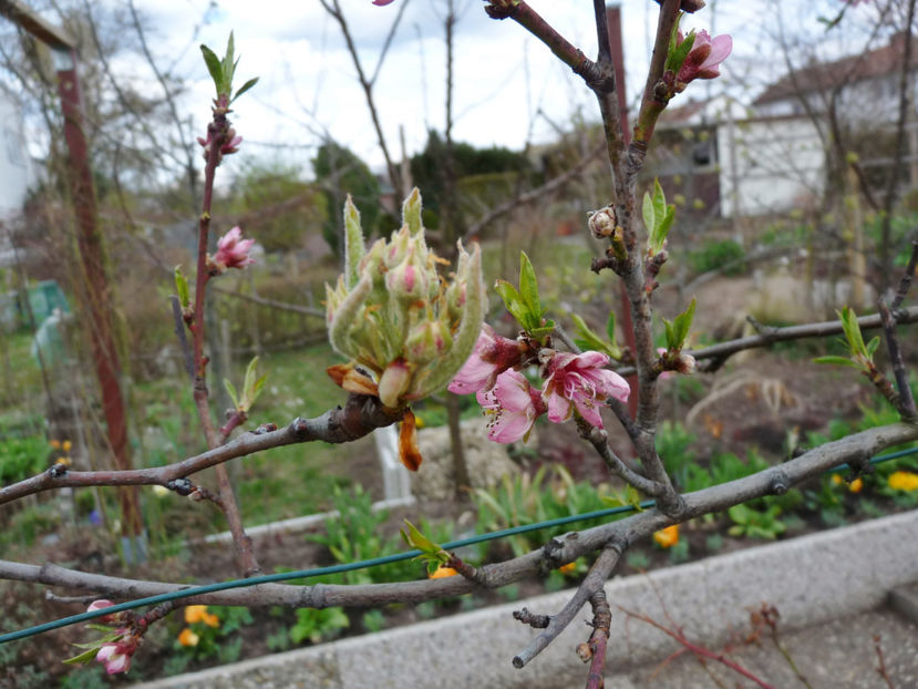 ... si gerul urmator urmeaza .... - 2021 - 01 - Primavara