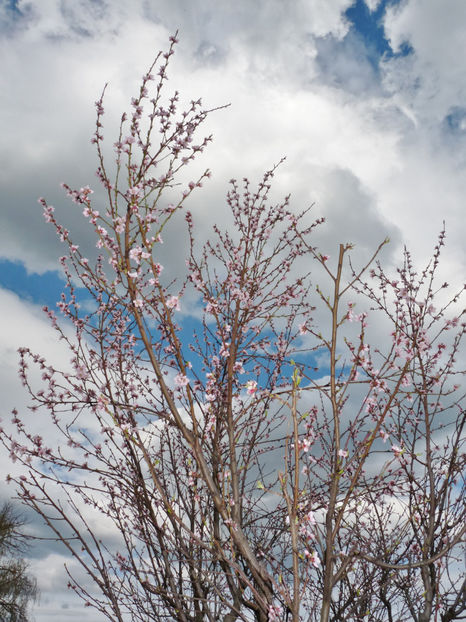  - 2021 - 01 - Primavara