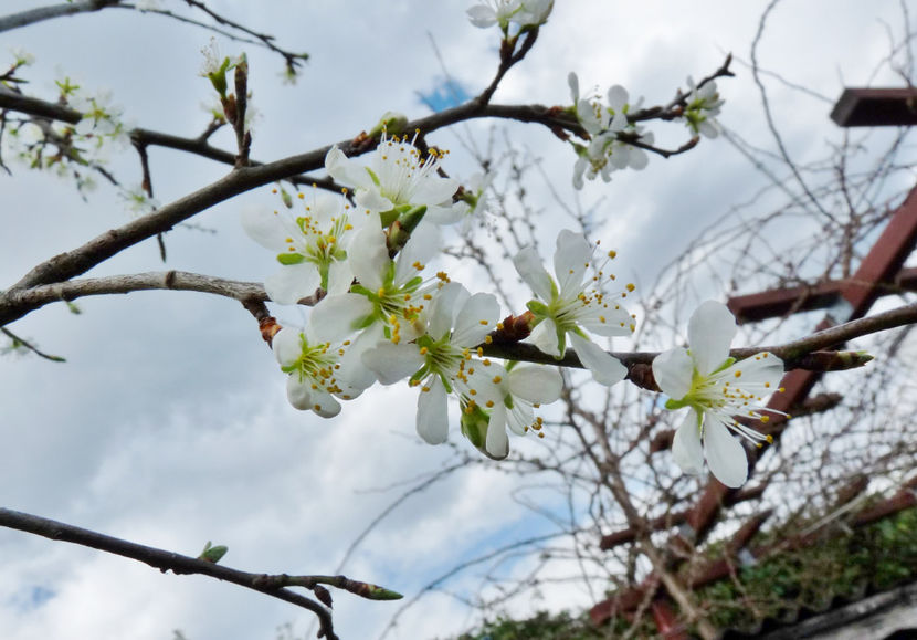 Greu mai vine primavara! - 2021 - 01 - Primavara