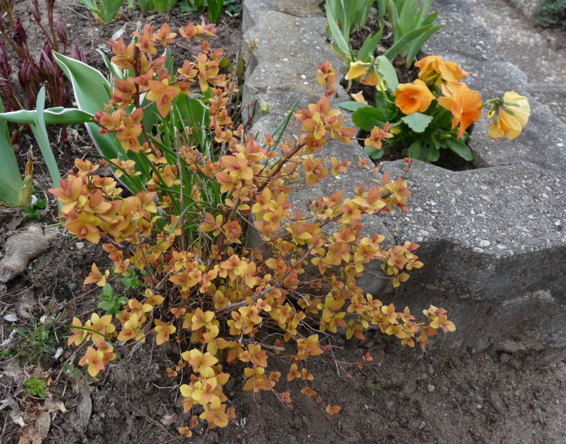  - 2021 - 01 - Primavara