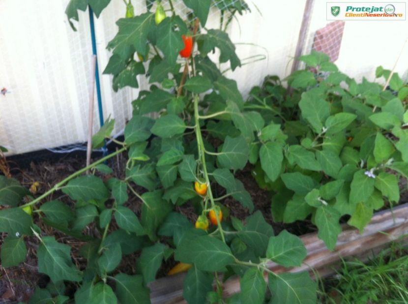 $_57 (3) (1) - Vinete