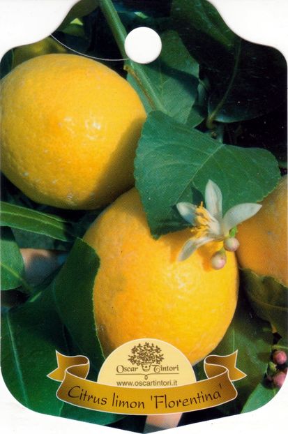 eticheta Lamai 1 - Lămâi