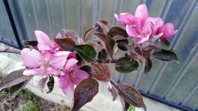  - Măr Red Love Circe