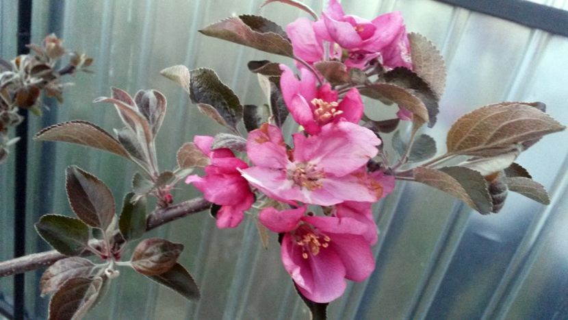  - Măr Red Love Circe