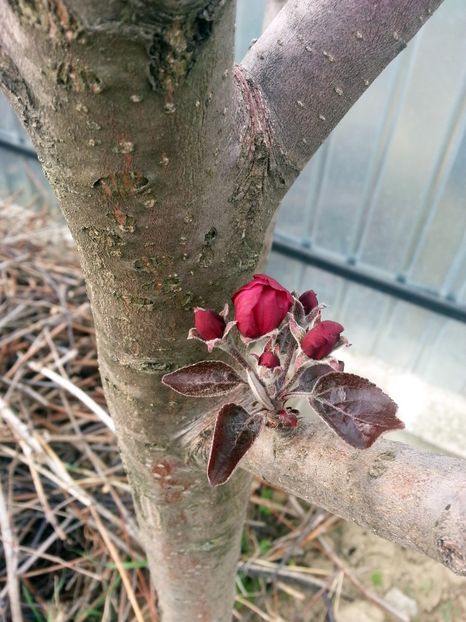  - Măr Red Love Circe